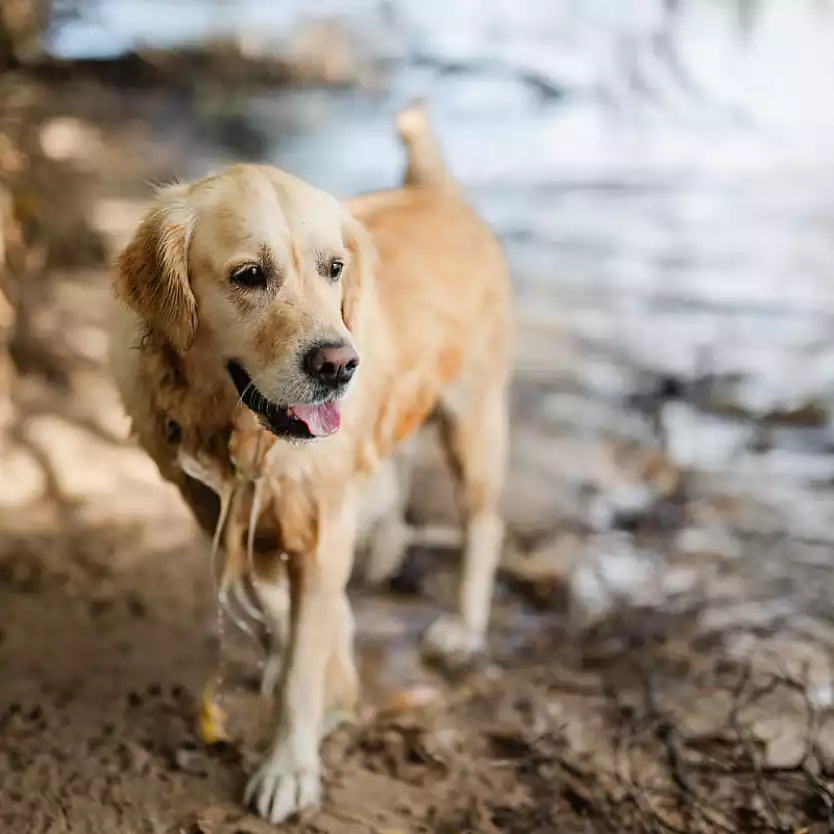 Dog at Liberty Lake